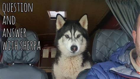 sherpa malamute new video